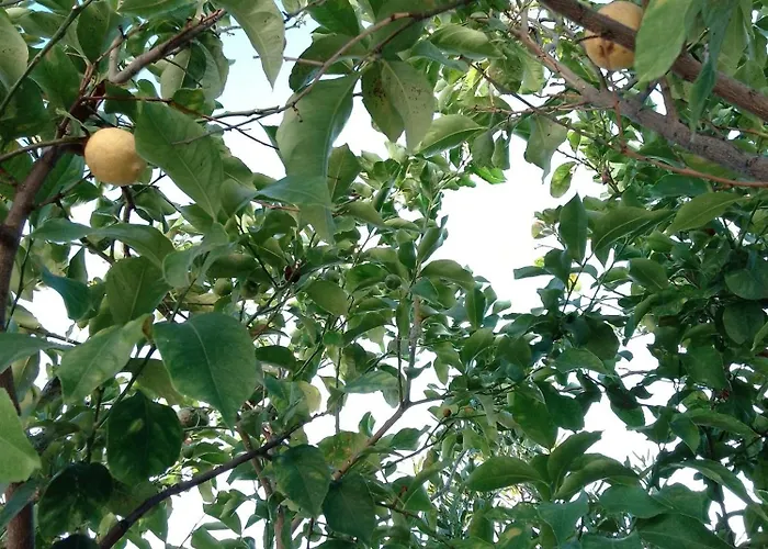 Quarto em Acomodações Particulares Zia Maria *